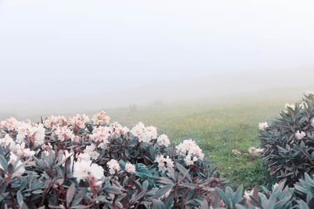 A valley with a flowers against the clouds in the mountains in the mountains. Russian nature near Sochi, Caucasus Mountains.の写真素材
