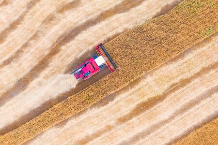 Combine harvester harvests wheat in the field at sunset in autumn in Russia. view from a height of equipment and field.の写真素材