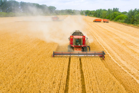 Combine harvester harvests wheat in the field at sunset in autumn in Russia. view from a height of...