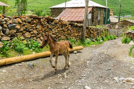 Pets on the streets in the background Rock tower towers and old houses in Ushguli.の写真素材