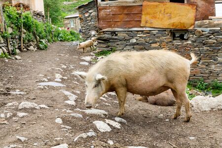 Pets on the streets in the background Rock tower towers and old houses in Ushguli.の写真素材