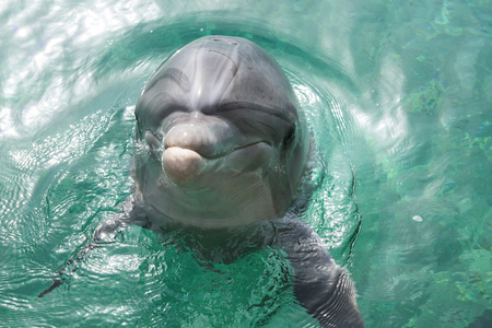 Close up portrait of dolphin smiling and looking to the cameraの写真素材