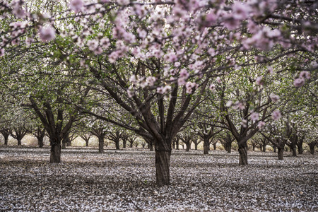 Rows Almond trees blooming with pink and white flowers in orchard with petals covering the ground appearing like snow, view through tunnel between rows of trees. Latrun, Israelの写真素材