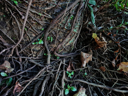 Abstract background image of roots sticking to the tree, irregular brown color