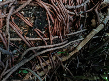 Abstract background image of roots sticking to the tree, irregular brown colorの写真素材