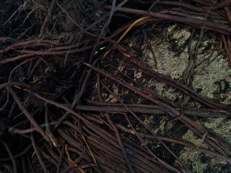 Abstract background image of roots sticking to the tree, irregular brown colorの写真素材