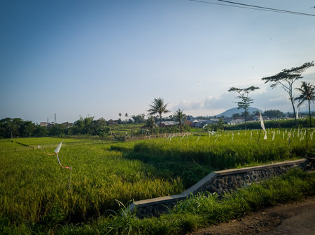 The view of the rice fields in the afternoon the color of the rice is still green with a blue sky