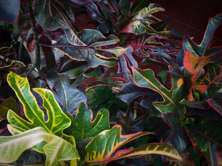 The background of the puring plant is brown leaves combined with other colorsの写真素材