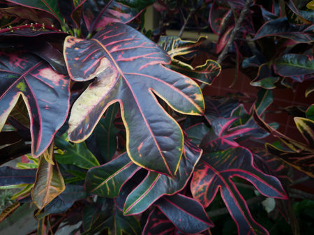 The background of the puring plant is brown leaves combined with other colors