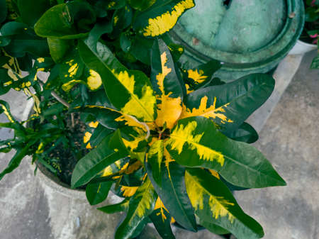 Croton red and green in the school gardenの写真素材