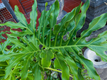 Green philodendron ornamental plant in the school gardenの写真素材