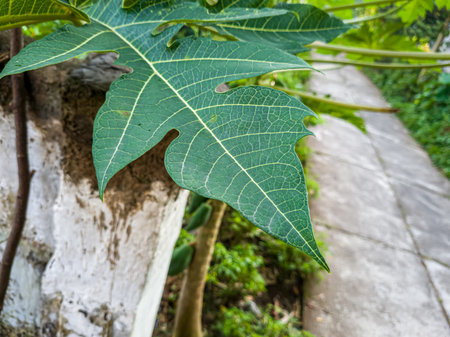 Papaya leaves are green with white fibersの写真素材