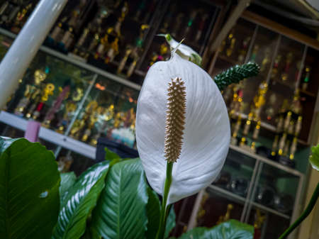 White peace lily houseplant with green leaves in school gardenの写真素材