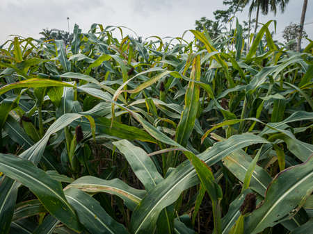 Green corn plant in farm fieldの写真素材