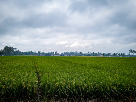 View of rice fields with green rice