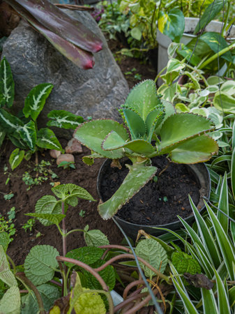 Ornamental plant in a pot with green leavesの写真素材