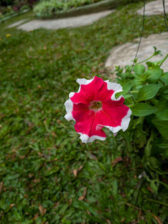 Ornamental plants with red petunias in white color combinations in hanging potsの写真素材