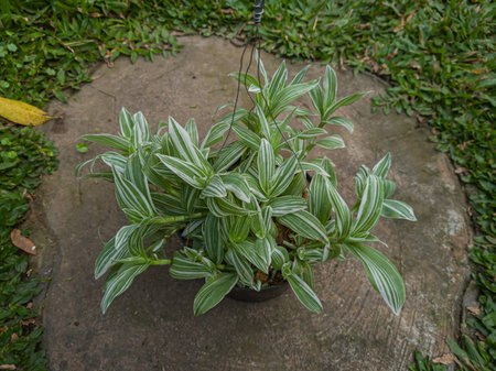 Ornamental plant dracaena deremensis with white green leaves
