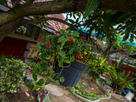 Ornamental plants with green leaves and red flowers in hanging potsの写真素材