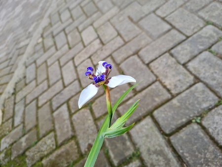 Trimezia northiana ornamental plant in purple and white in the school gardenの写真素材