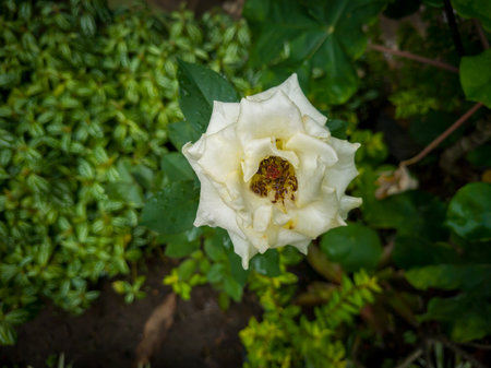 Fragrant white roses smell with green leaves in school gardenの写真素材