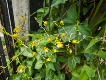 Photo with a picture of the yellow congkok orchid plant or Spathoglottis affinis, a species of orchid attached to a treeの写真素材