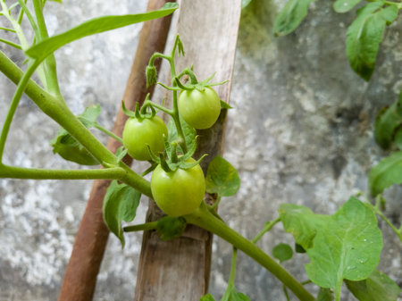 Young tomato plants with a green color in the yardの写真素材