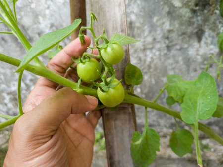 Young tomato plants with a green color in the yardの写真素材