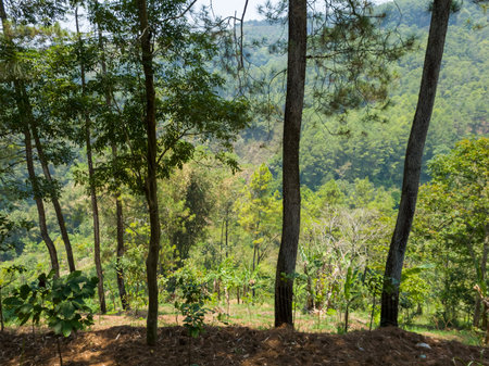 Natural scenery containing green trees illuminated by the sunの写真素材