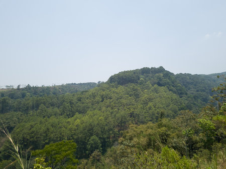Natural scenery containing green trees illuminated by the sunの写真素材