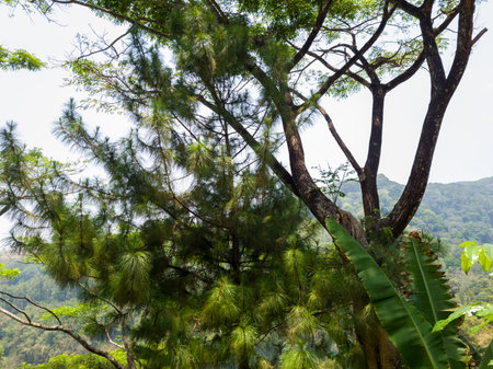 Natural scenery containing green trees illuminated by the sunの写真素材