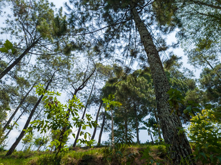 Natural scenery containing green trees illuminated by the sunの写真素材