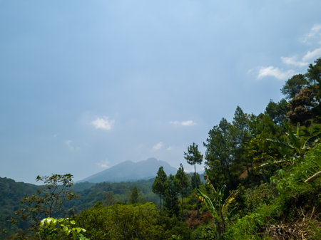 Natural scenery containing green trees illuminated by the sunの写真素材