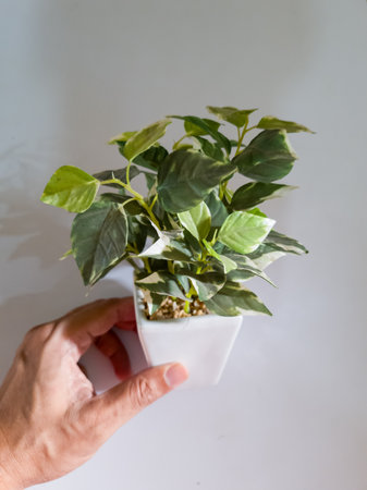 Plants in white pots with green leavesの写真素材