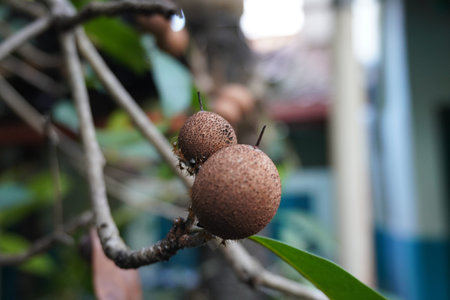 Sapodilla fruit on tree in the garden, Indonesia.