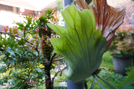 Fern fern, bird's nest fern, bird's nest fernの写真素材