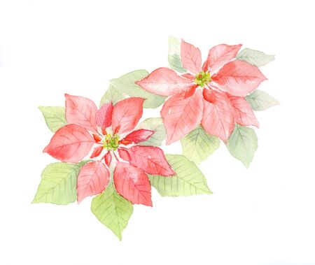 Watercolor illustration of  poinsettiaの写真素材