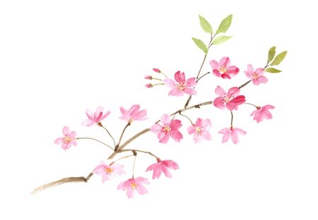 Ink painting illustration of cherry blossomsの写真素材