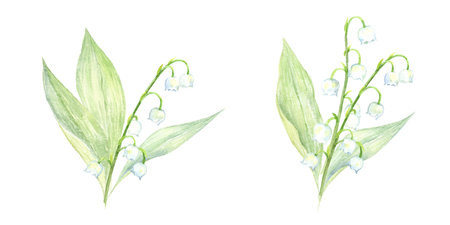 Watercolor illustration of the lily of the valleyのイラスト素材