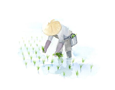 illustration Watercolor of rice plant.の写真素材