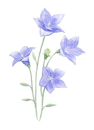 Kikyo's watercolor illustrationの写真素材