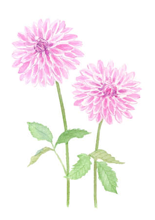 Dahlia Watercolor Illustrationのイラスト素材