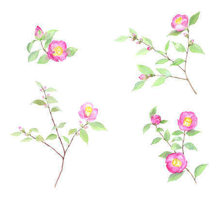 Camellia set drawn in watercolorのイラスト素材