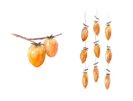 Watercolor illustration of astringent persimmonsの写真素材