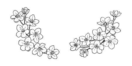 Line drawing illustration of cherry blossomsのイラスト素材