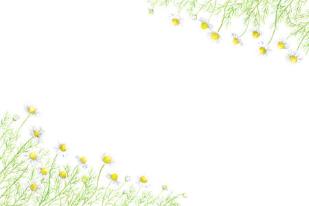 Chamomile frame drawn in watercolorのイラスト素材