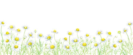 Watercolor illustration of chamomile fieldのイラスト素材