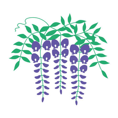 Illustration of wisteria flowersのイラスト素材