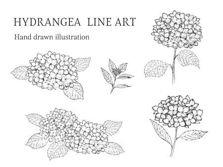 Hydrangea pen drawing illustration setのイラスト素材
