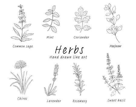 Pen drawing set of various herbsのイラスト素材